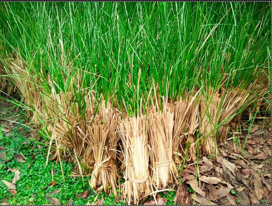 Incienso de Vetiver