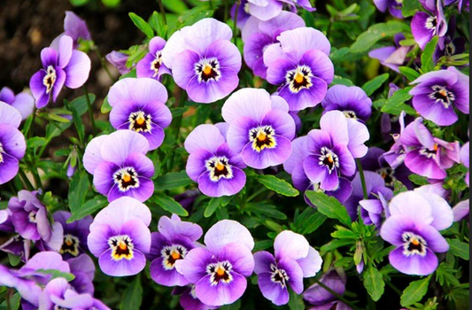 Incienso de Violeta