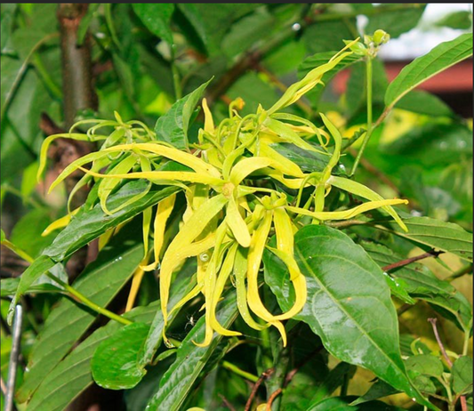 Incienso de Ylang-Ylang