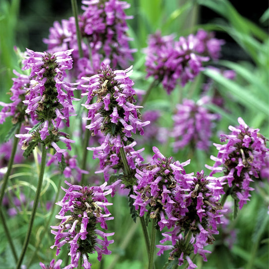 Incienso de Patchouli (Pachulí)