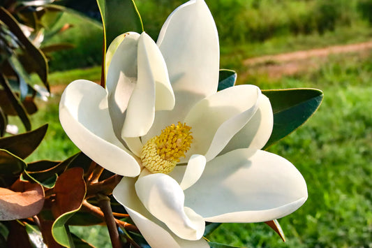 Tintura de Flor de Magnolia