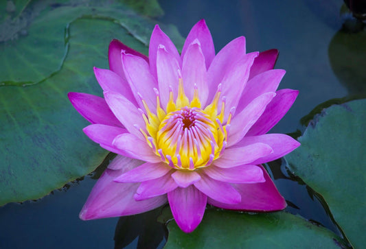 Incienso Lotus (Flor de Loto)
