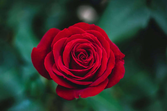 Incienso de Rosas