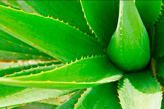 Incienso de Aloe Vera