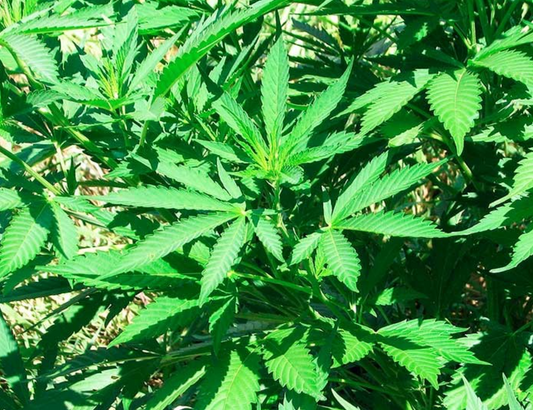 Incienso de Cannabis