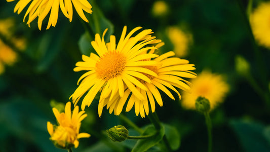 Tintura de Arnica