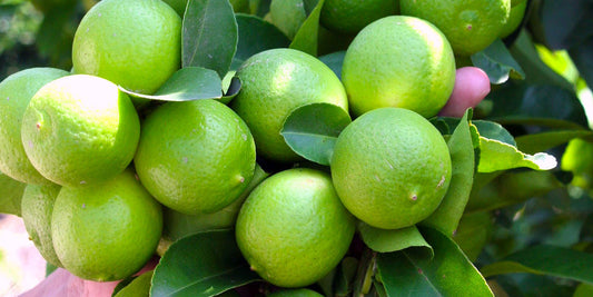 Incienso de Limon