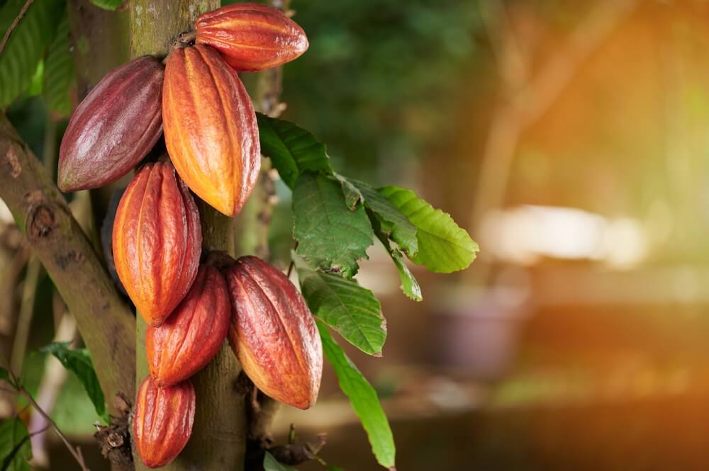 Cacao Tintura Madre