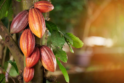 Cacao Tintura Madre