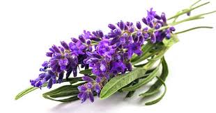 Incienso de Lavanda