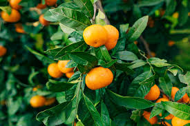 Incienso de Mandarina